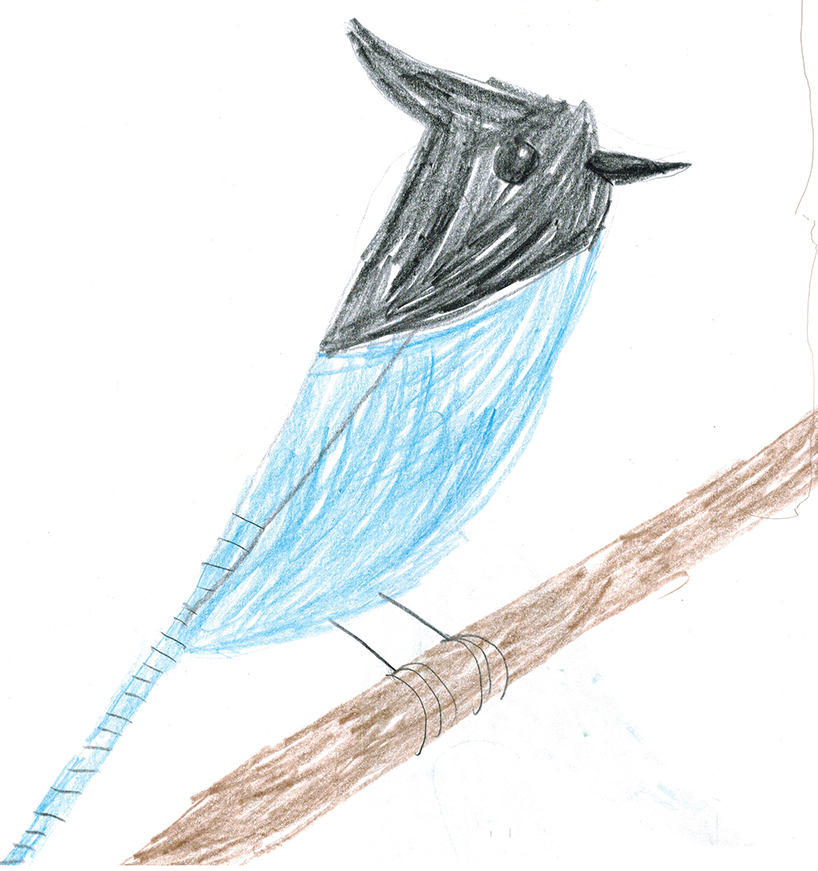 stellars jay on a branch